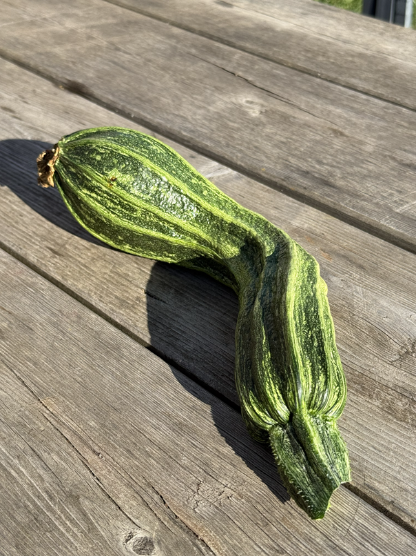 COURGETTE LONGUE DE TOSCANE